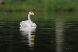 <p>LABUŤ ZPĚVNÁ (Cygnus cygnus) ---- /Whooper swan - Singschwan/</p>